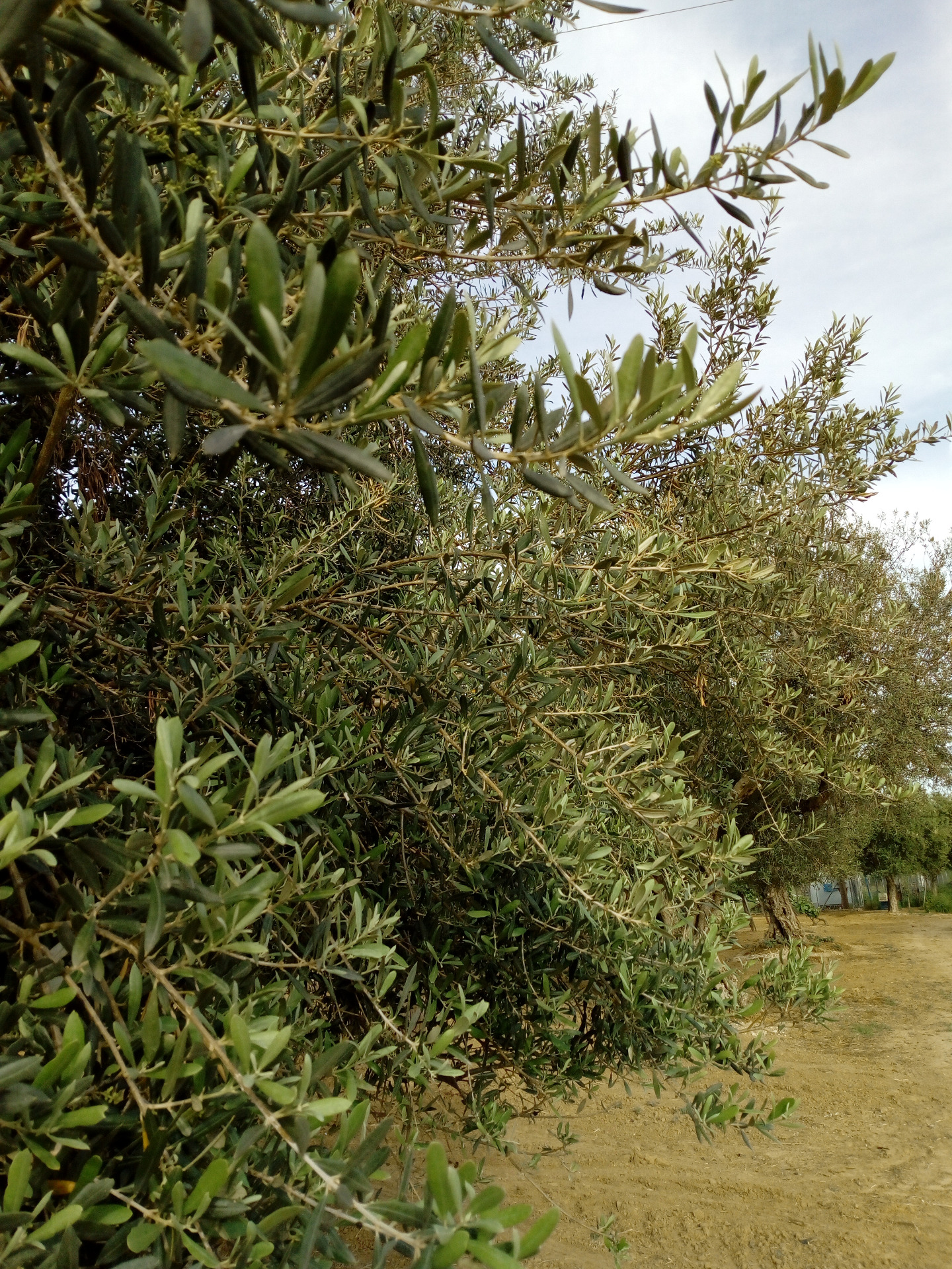 Πηγή εικόνας: προσωπικό αρχείο Farmer Skondras